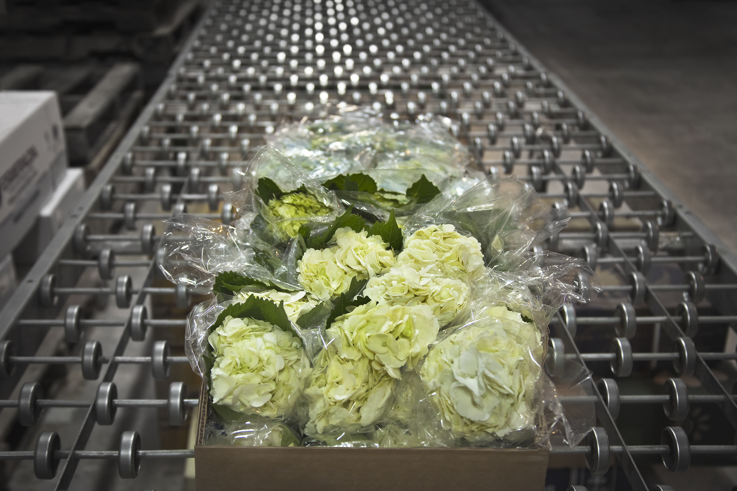 Cargo Flowers